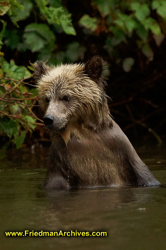 bear,bears,nature,wild,brown,wild,fuzzy,water,hairy,